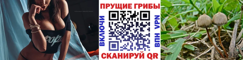 где купить наркоту  Починок  Псилоцибиновые грибы прущие грибы 